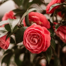 Flowers, Camellias