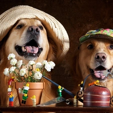 caps, Flowers, Dogs, Golden Retrievery, Two cars