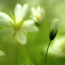 Cerastium, White, Flowers, bud