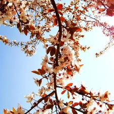 branch, Sky, Flowers, cherry, White, sun