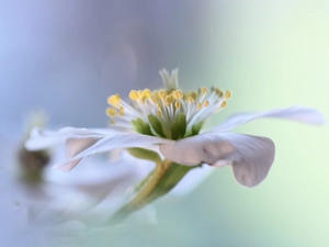 Christmas Rose, Colourfull Flowers