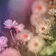 Flowers, White, Chrysanthemums