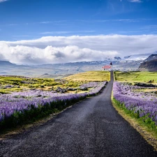 Flowers, lupine, iceland, Mountains, Snaefellsnes Peninsula, clouds, Way, Church