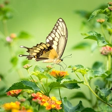 butterfly, color, Flowers, Oct Queen