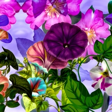 color, bindweed, graphics, Flowers