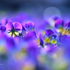 Flowers, pansies, color