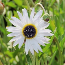 Arktotis, Colourfull Flowers