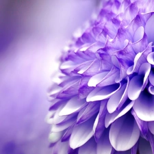 chrysanthemum, Colourfull Flowers