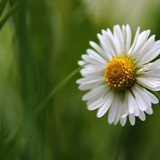 daisy, Colourfull Flowers