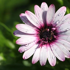 lilac, Colourfull Flowers