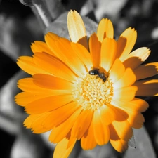 Marigold Medical, Orange, Colourfull Flowers