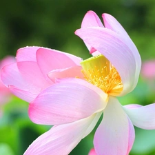 Pink, Colourfull Flowers