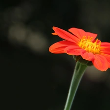 Red, Colourfull Flowers