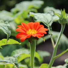 Red, Colourfull Flowers