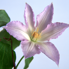 Violet, Colourfull Flowers