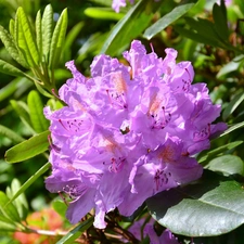 Violet, Colourfull Flowers