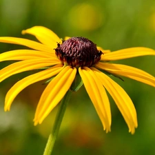 Yellow, Colourfull Flowers