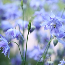 Flowers, Blue, Columbines