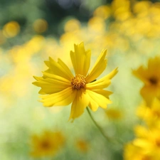 Coreopsis, Yellow, Colourfull Flowers