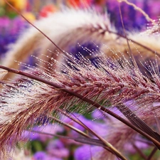 corn, Flowers