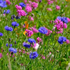 Flowers, Meadow, cornflowers