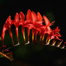 Crocosmia, Red, Colourfull Flowers