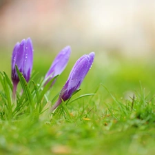 Flowers, purple, crocuses