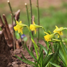 Daffodils, Flowers