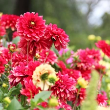 dahlias, Flowers