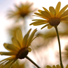 Flowers, Yellow, daisy