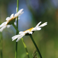 daisy, Flowers