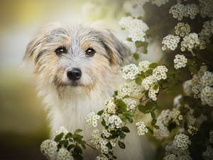 dog, Twigs, Spiraea, Flowers
