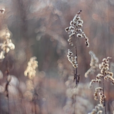 Flowers, Goldenrod, dry