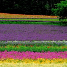 Field, Narrow-Leaf Lavender