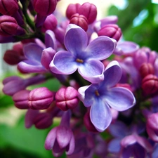 Flowers, Pink, flourishing