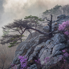 Bush, Flowers, Fog, pine, rocks