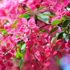 Pink, Fruit Tree, Flowers