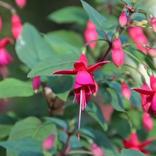 fuchsia, Flowers