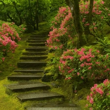 Garden, Pink, Flowers, Stairs