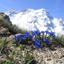 Alpine Gentian, Mountains, Flowers