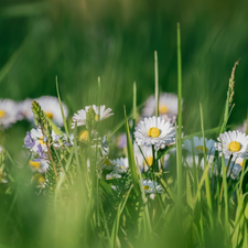 grass, Wildflowers, daisies, Flowers