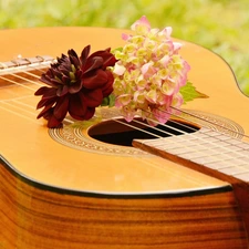 Guitar, hydrangea, Dalia, Flowers