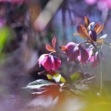Flowers, claret, Helleborus