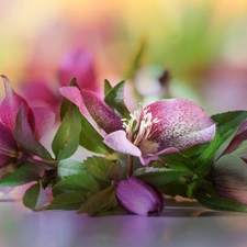 Flowers, Helleborus