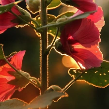 Flowers, Pink, Hollyhocks