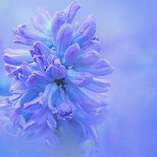 Colourfull Flowers, hyacinth, rapprochement, blue