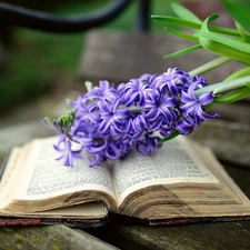 Colourfull Flowers, hyacinth, Book, Violet