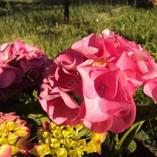Pink, Hydrangea garden, Flowers