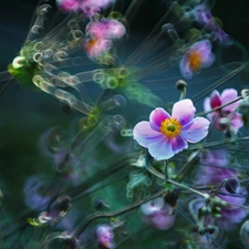 Bokeh, Japanese anemone, Flowers