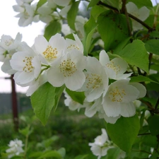 Flowers, Bush, jasmine